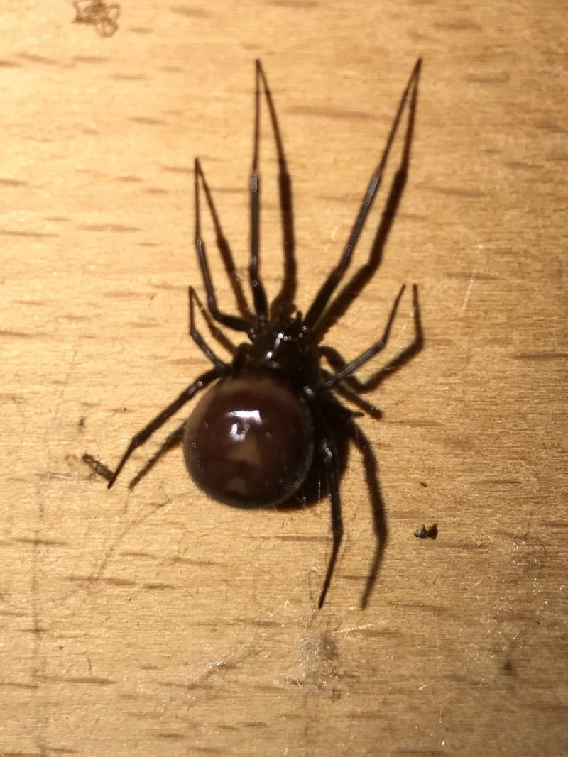 Кокон паука Steatoda