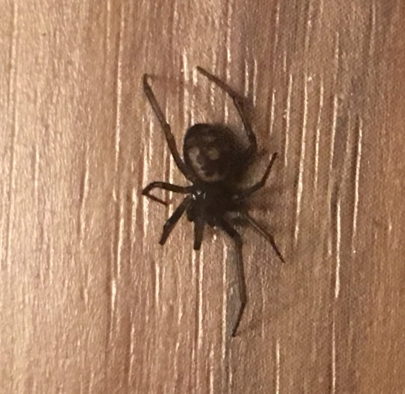 Паук-Тенетник Steatoda bipunctata