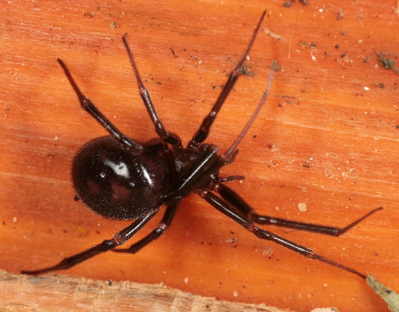 Паук-Тенетник Steatoda bipunctata