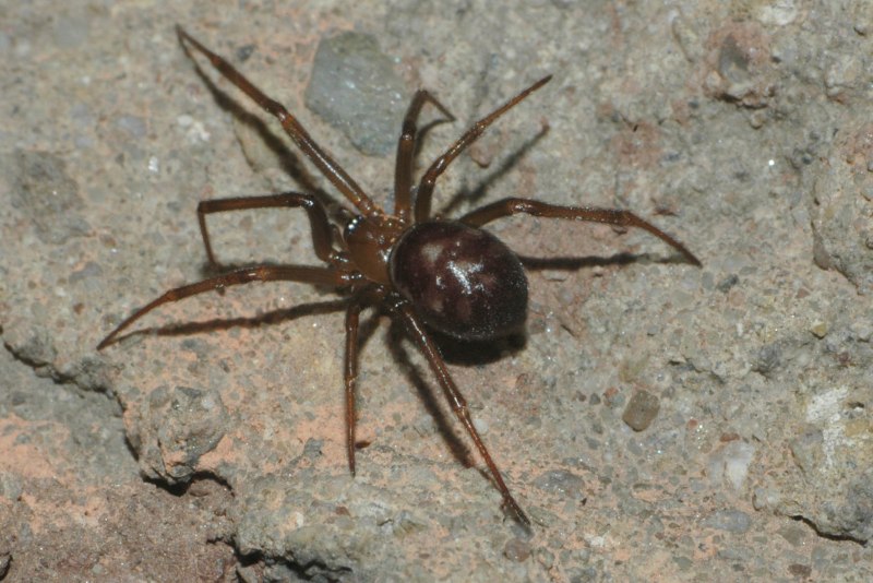 Steatoda Nobilis паук чёрный