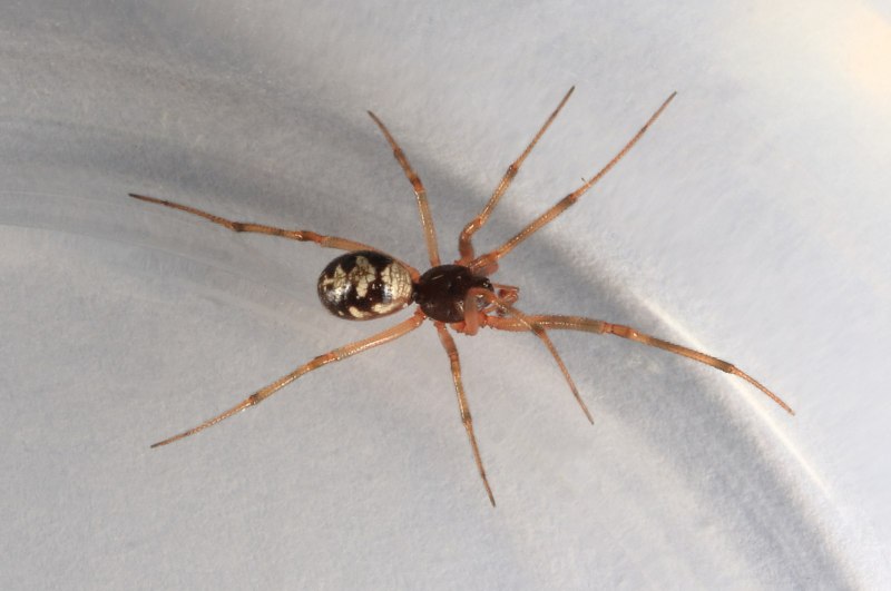 Домовый паук Steatoda grossa