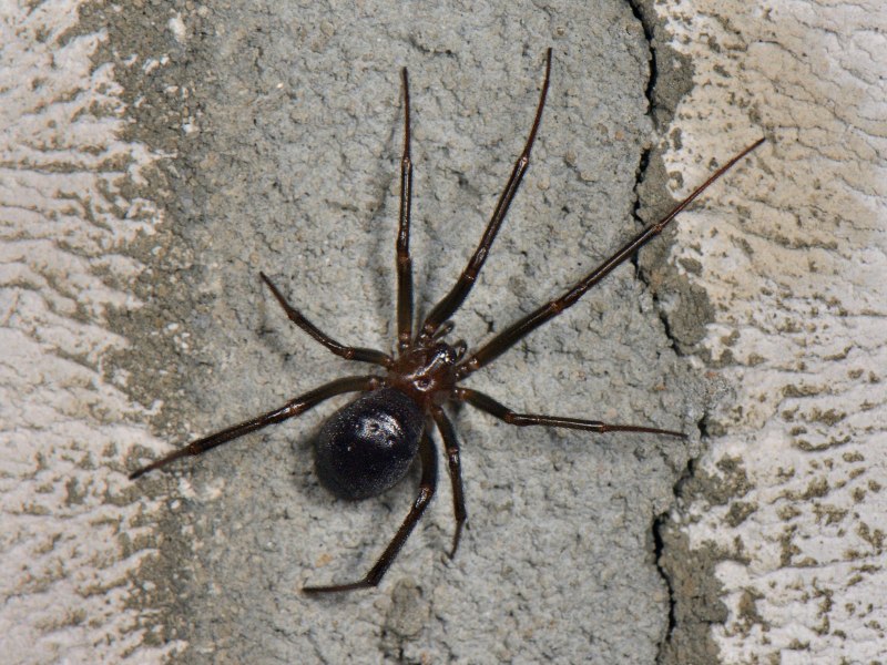 Latrodectus geometricus