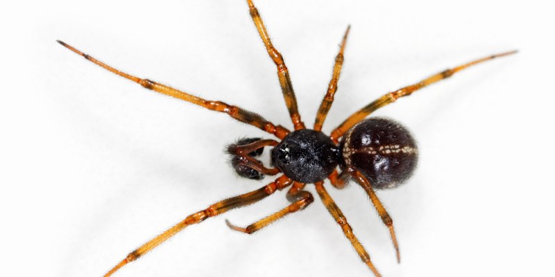 Steatoda grossa (false Black Widow)