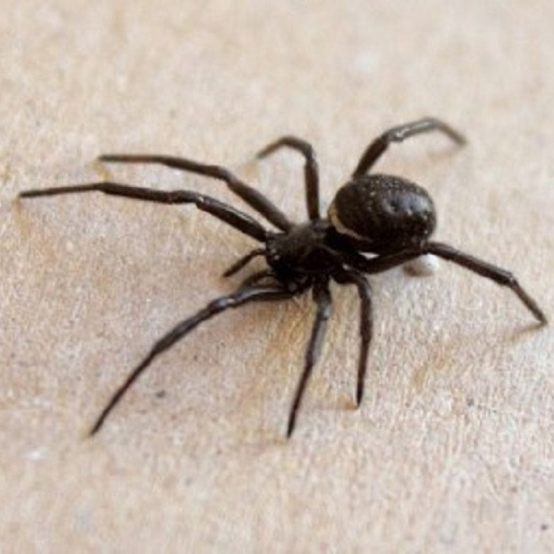 Steatoda triangulosa