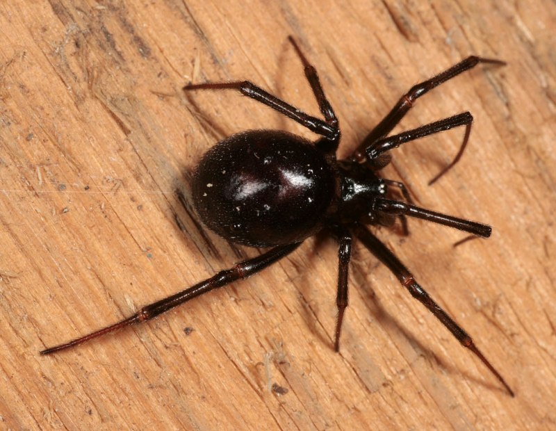 Steatoda Nobilis паук чёрный