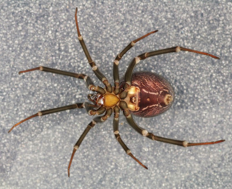 Стеатода паук коричневый (74 фото)