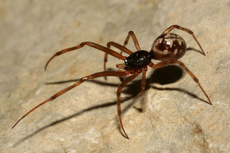 Паук Eusparassus walckenaerius