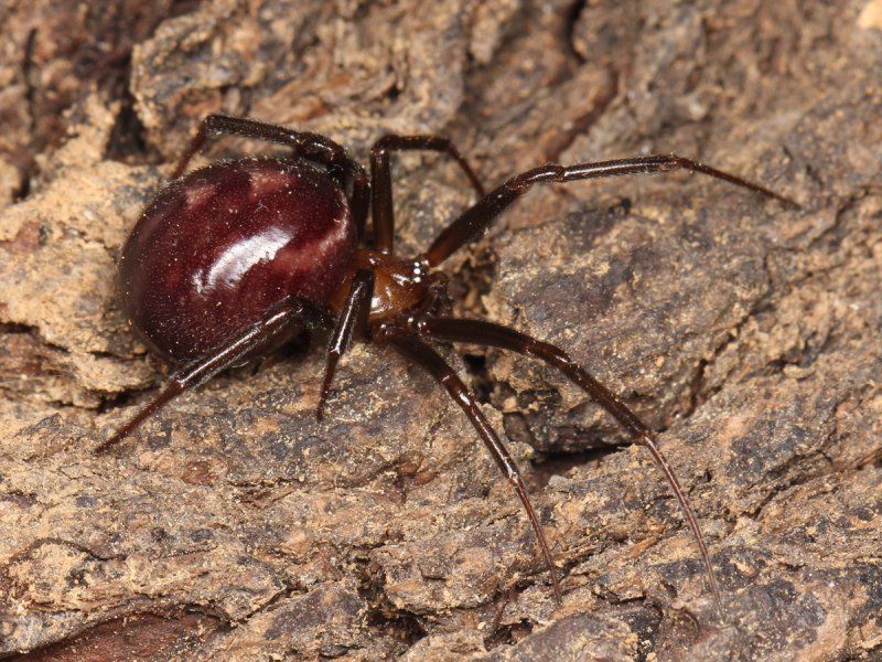 Домовый паук Steatoda grossa