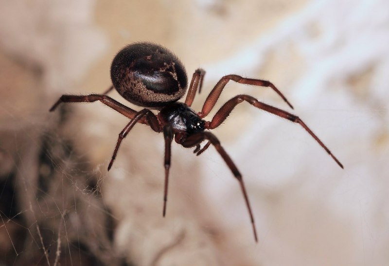 Паук Steatoda paykulliana