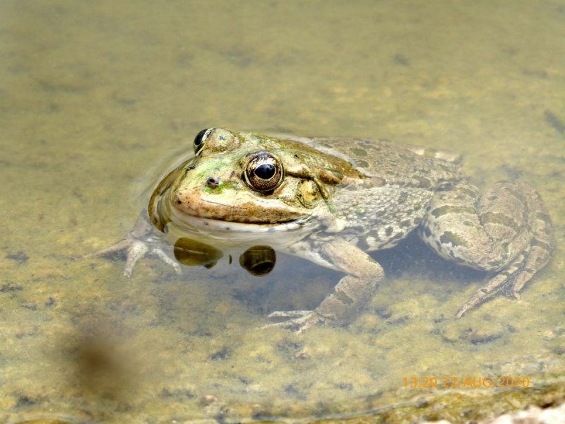 Лягушка-черепаха (Turtle Frog)