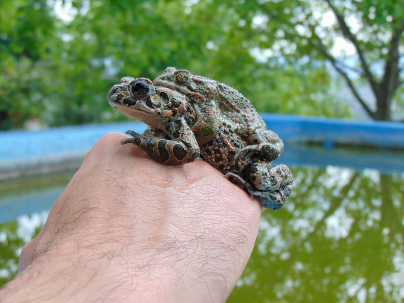 Жаба улитка