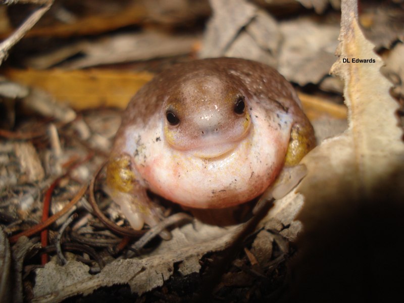 Лягушка-черепаха (Turtle Frog)