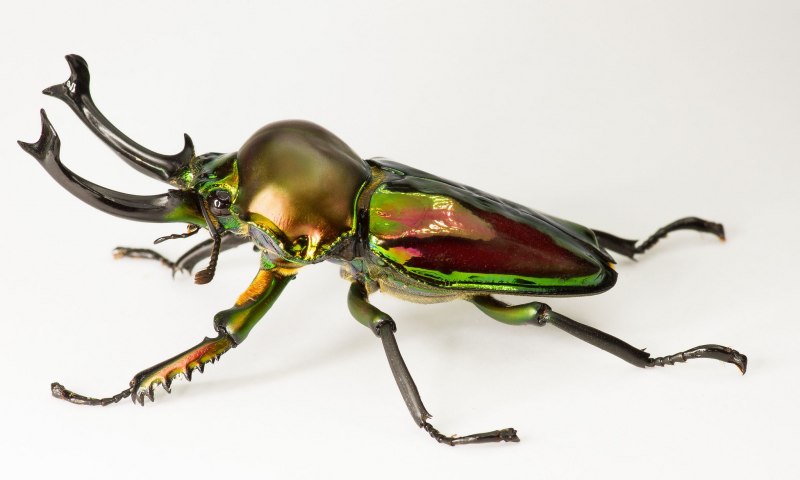 Phalacrognathus muelleri