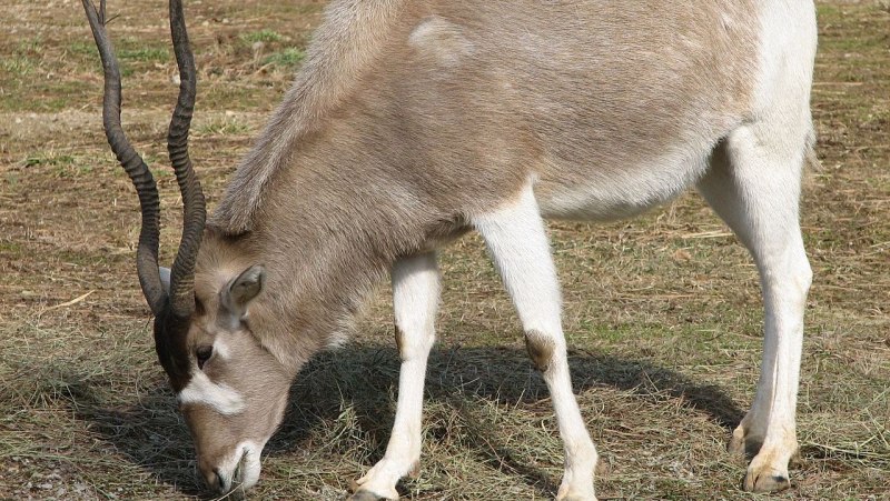 Addax nasomaculatus