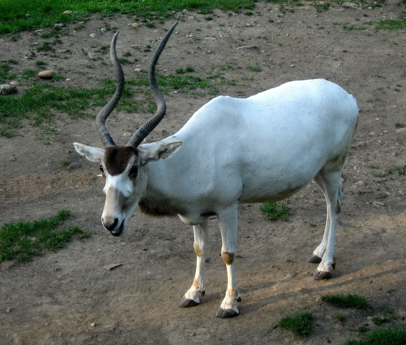 Аддакс животное
