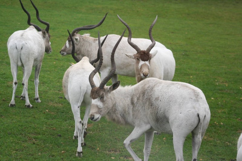 Addax ankmal