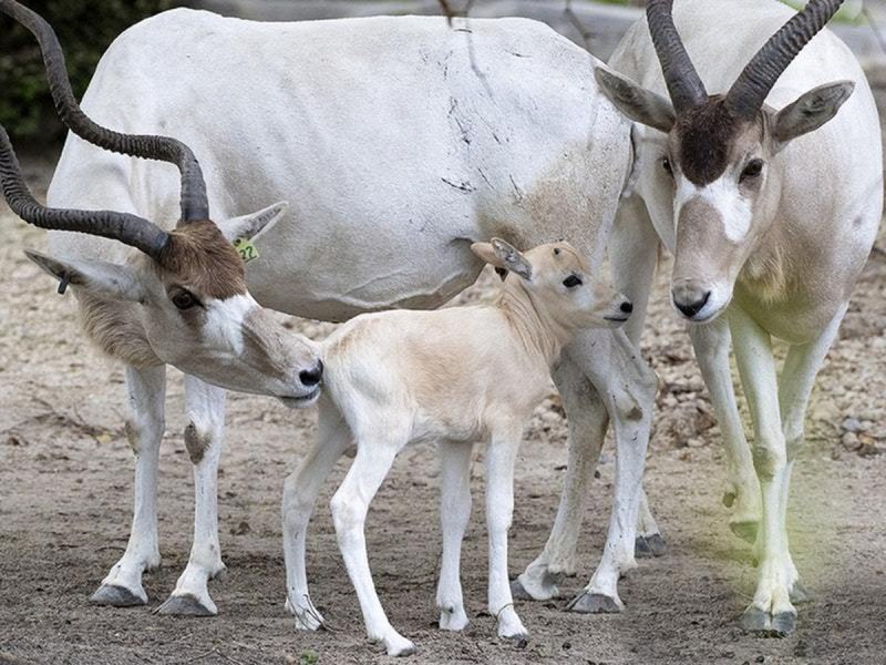 Addax nasomaculatus Климов