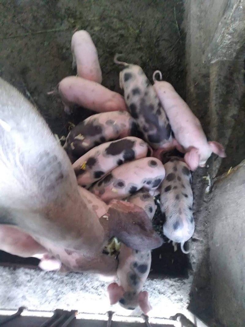 Свинья улыбается