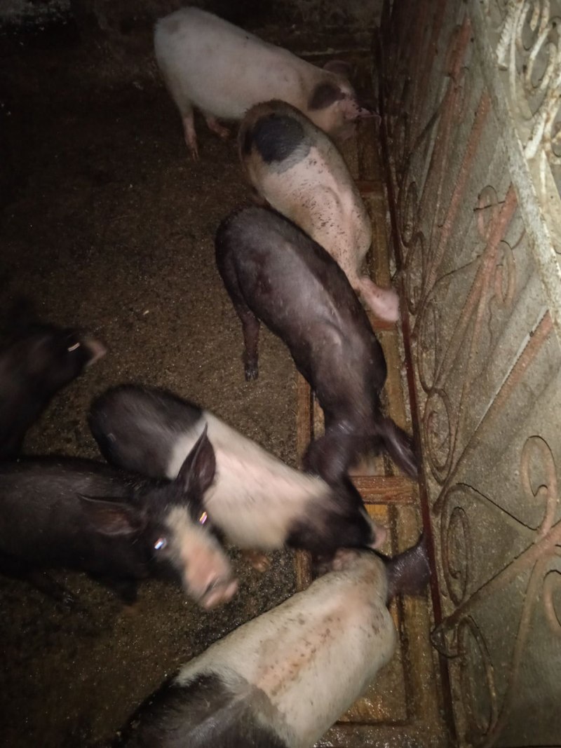 Вьетнамская вислобрюхая свинья карликовая