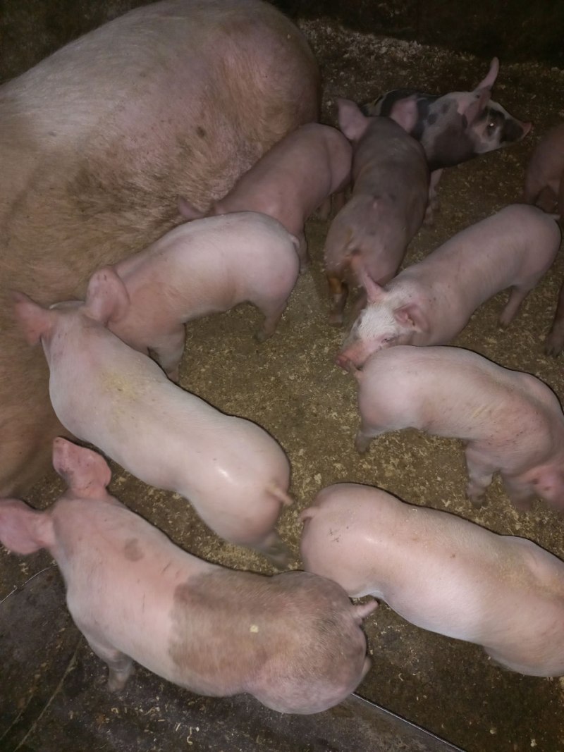 Свинья Живая