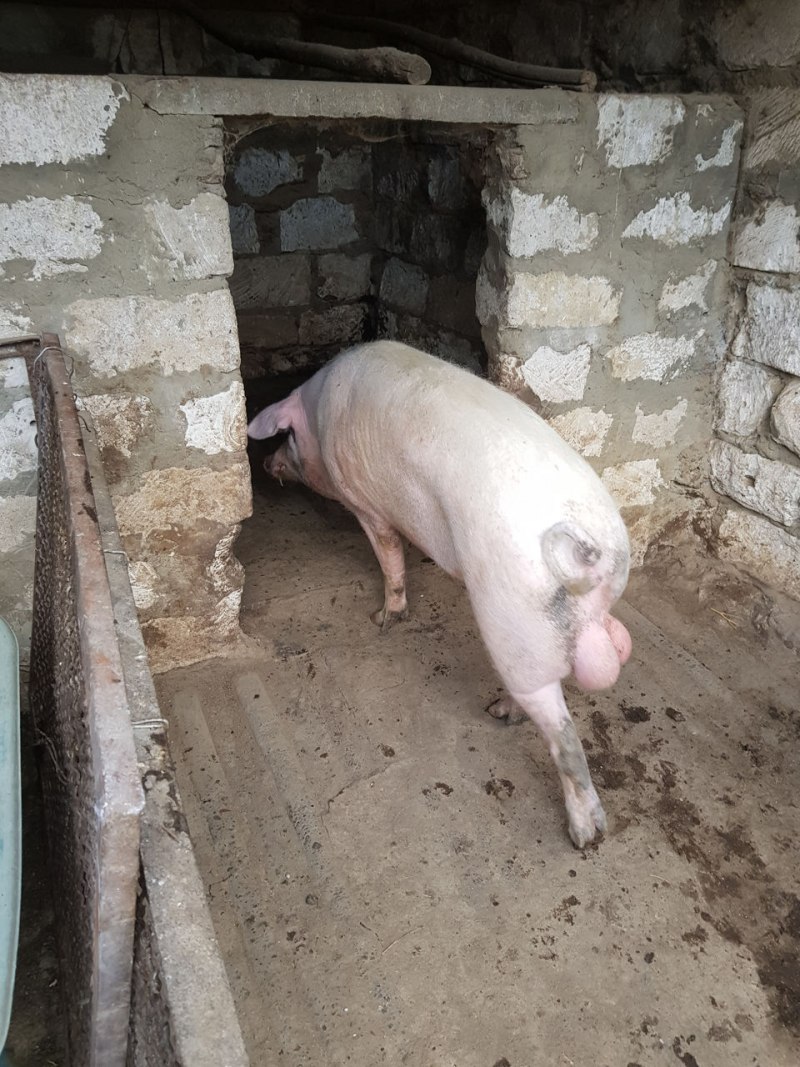 Некастрированные свиньи