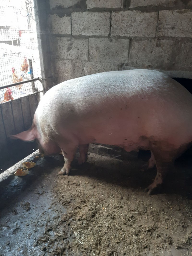 Кабан бородавочник кабан секач