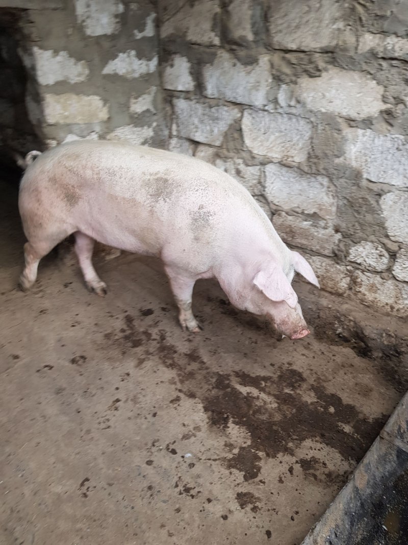 Жирное животное