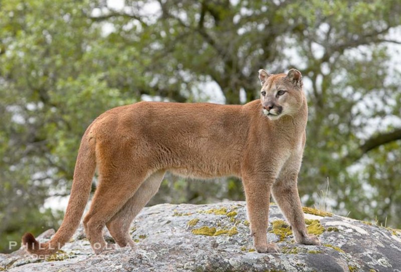 Пума (Puma concolor):