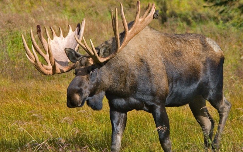 Европейский Лось alces alces