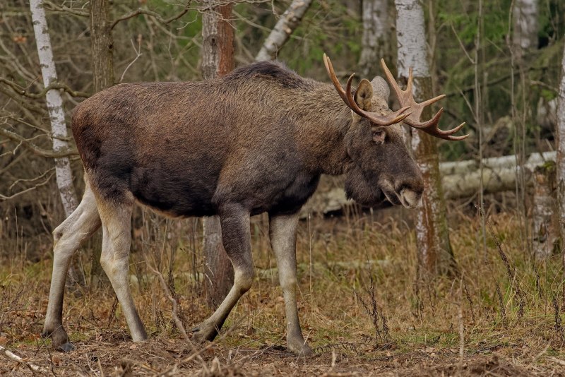 Благородный олень изюбрь