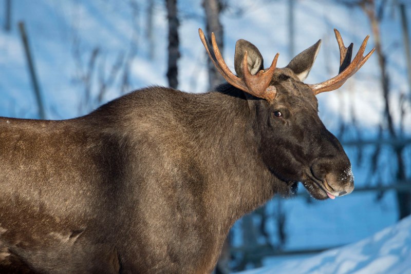 Кавказский Лось alces alces caucasicus