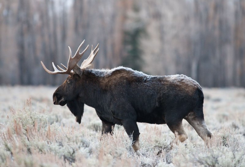 Европейский Лось alces alces