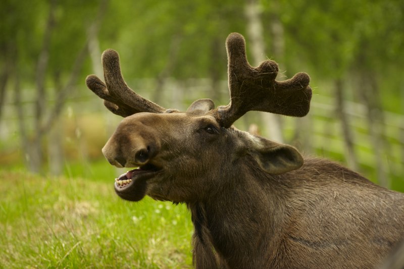 Кавказский Лось alces alces caucasicus