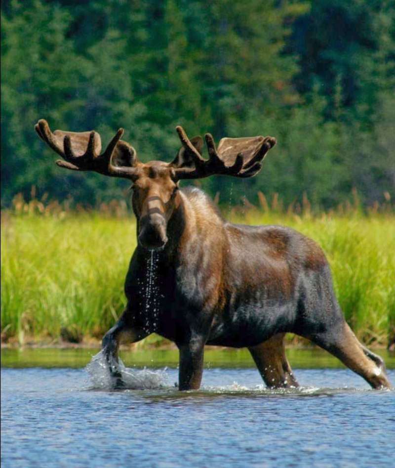 Лось Северной Америки
