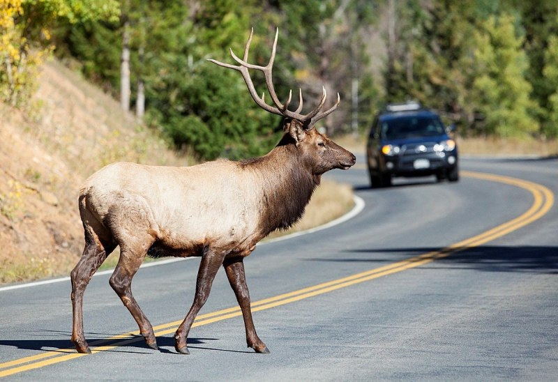 Moose фотосток