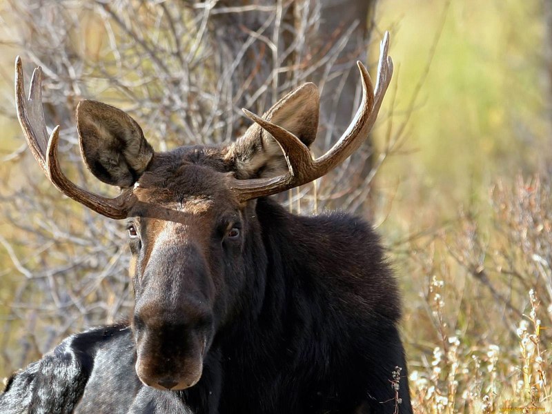 Европейский Лось alces alces