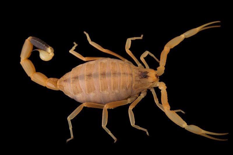 Скорпион Androctonus Australis