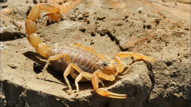 Скорпион Tityus serrulatus