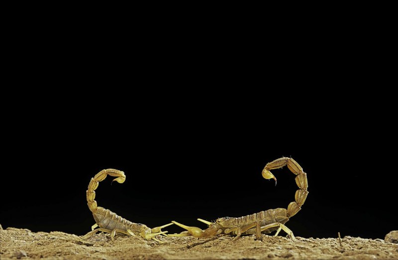 Скорпион Microbothus pusillus