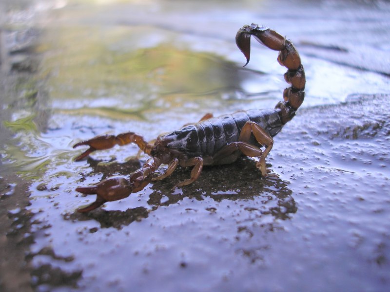 Скорпион Microtityus Minimus