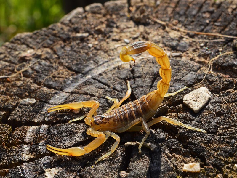 Пестрый Скорпион Buthus eupeus