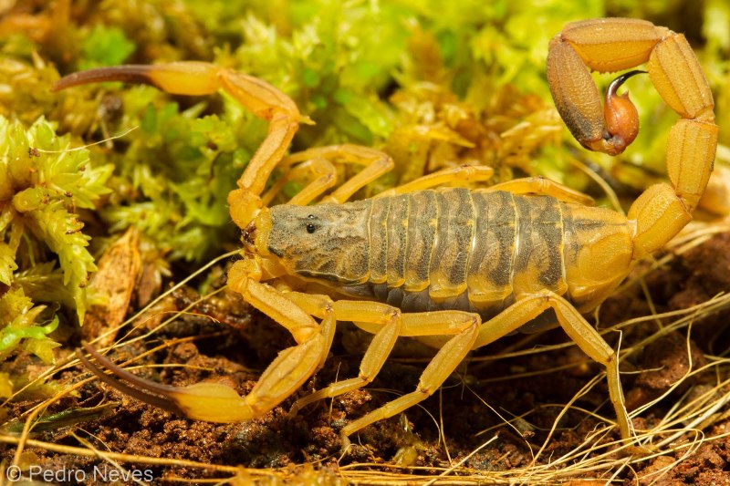 Leiurus macroctenus
