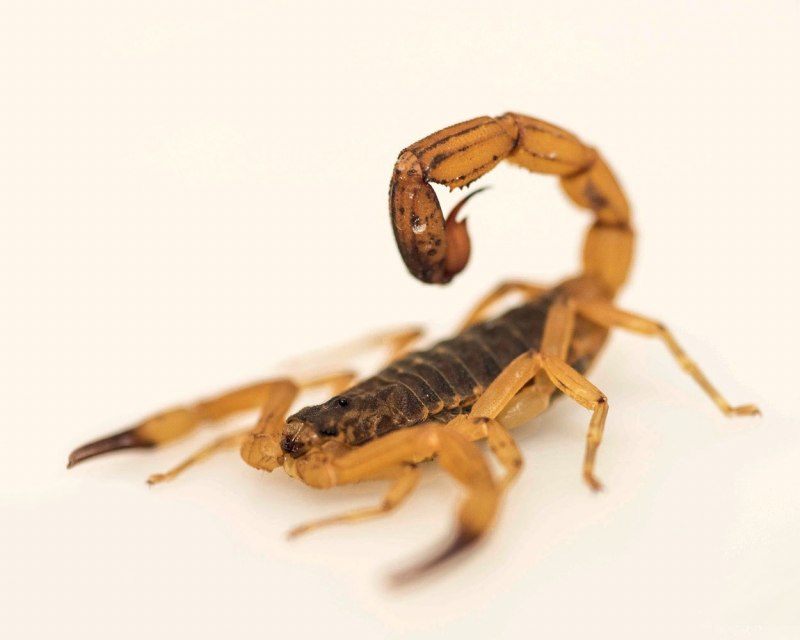Tityus serrulatus