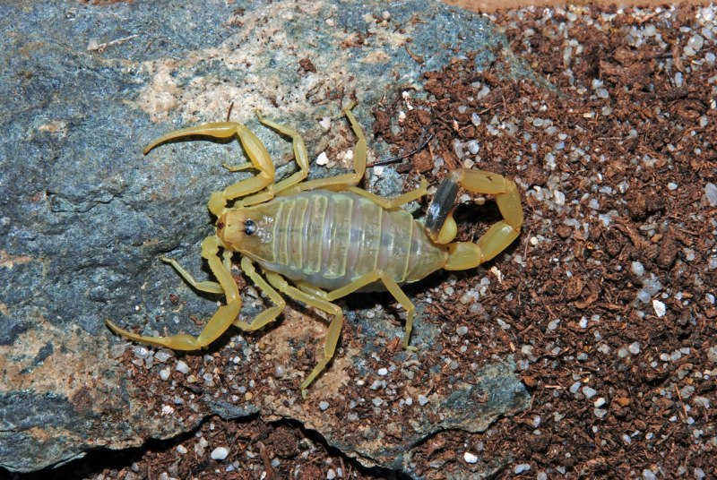 Скорпион Androctonus Australis