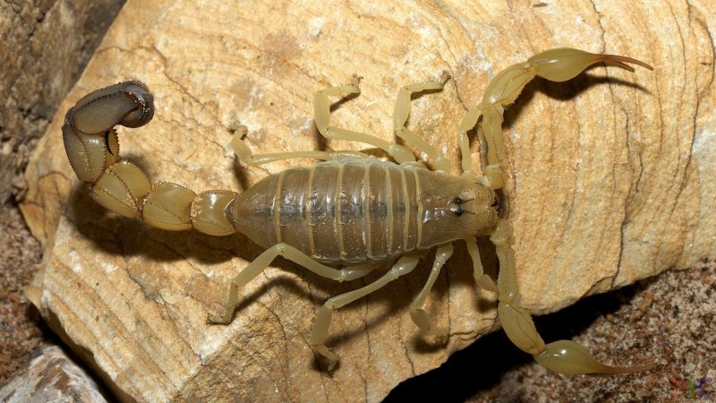 Скорпион Buthus occitanus