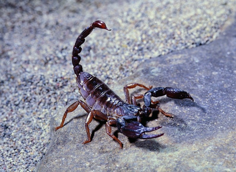 Скорпион смертельный охотник (62 фото)