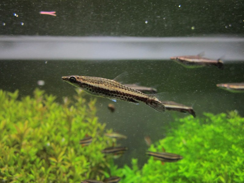 Пецилобрикон Nannostomus eques