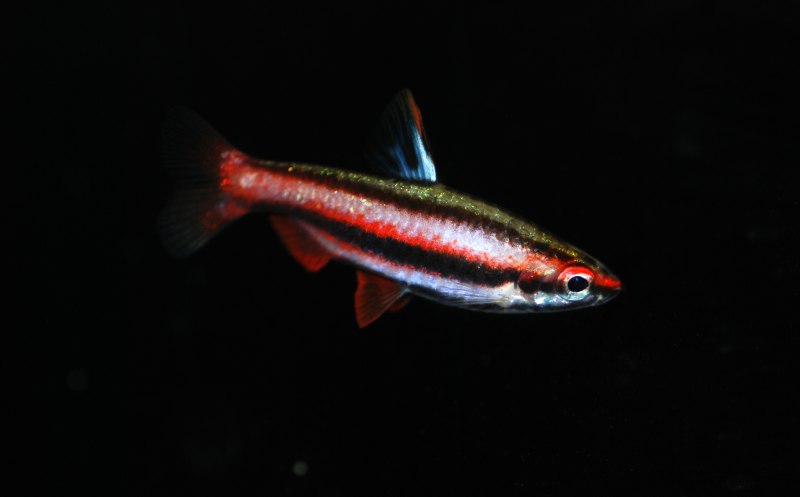Nannostomus trifasciatus Gold