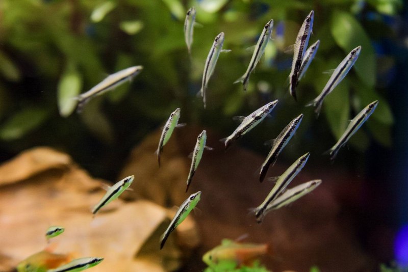Пецилобрикон Nannostomus eques