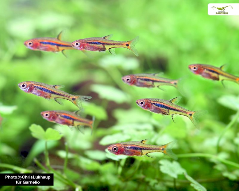 Nannostomus trifasciatus